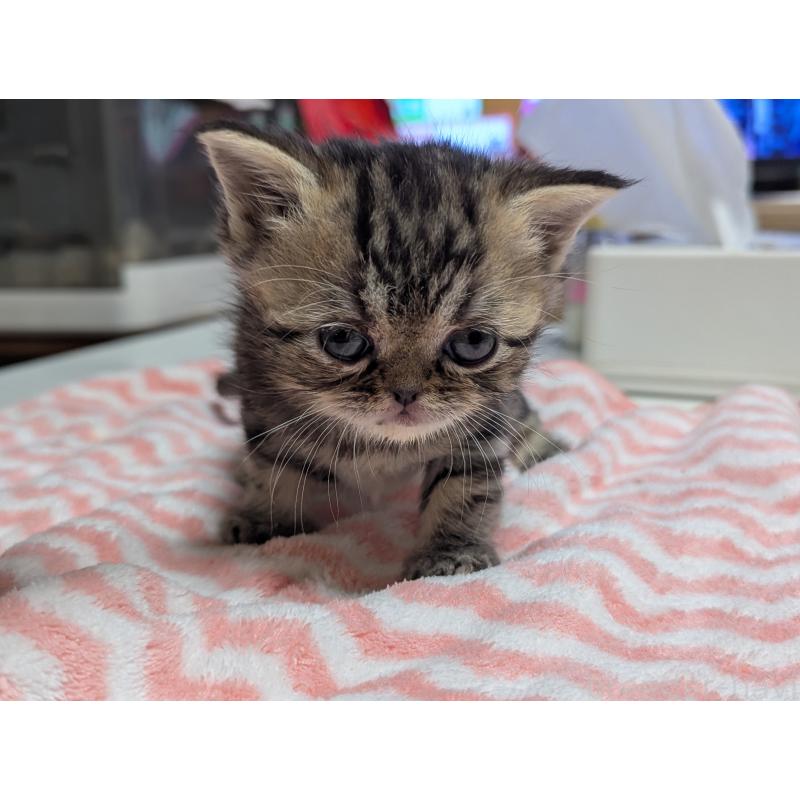 販売中の愛知県のエキゾチックショートヘア-135254の11枚目