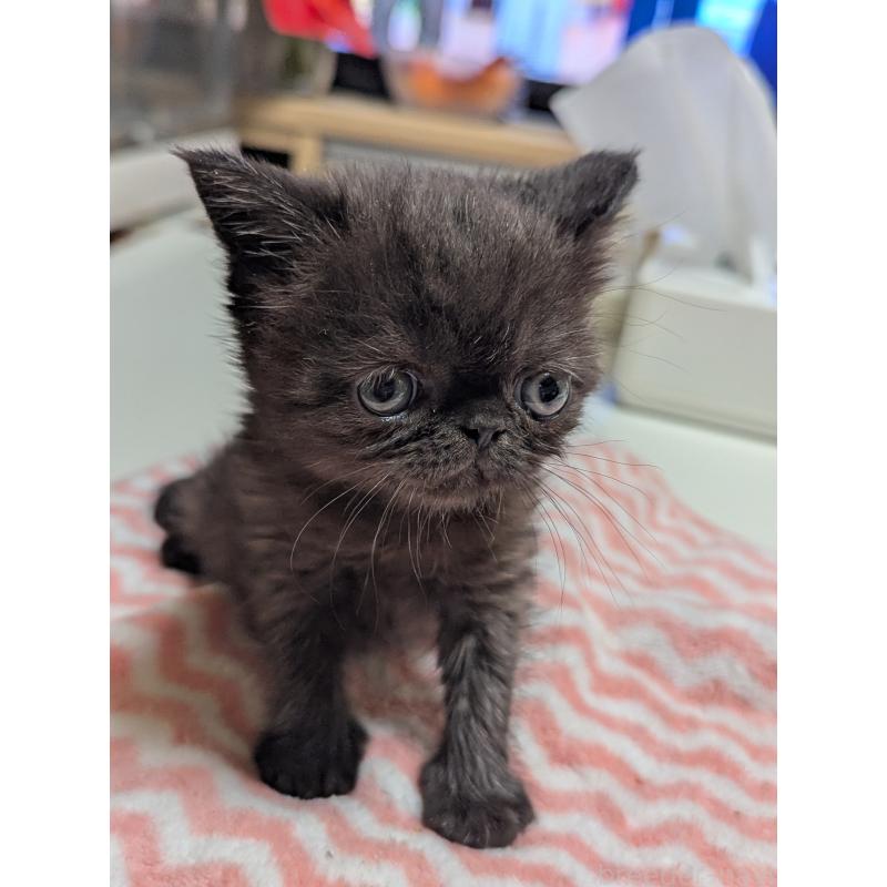 販売中の愛知県のエキゾチックショートヘア-135253の13枚目