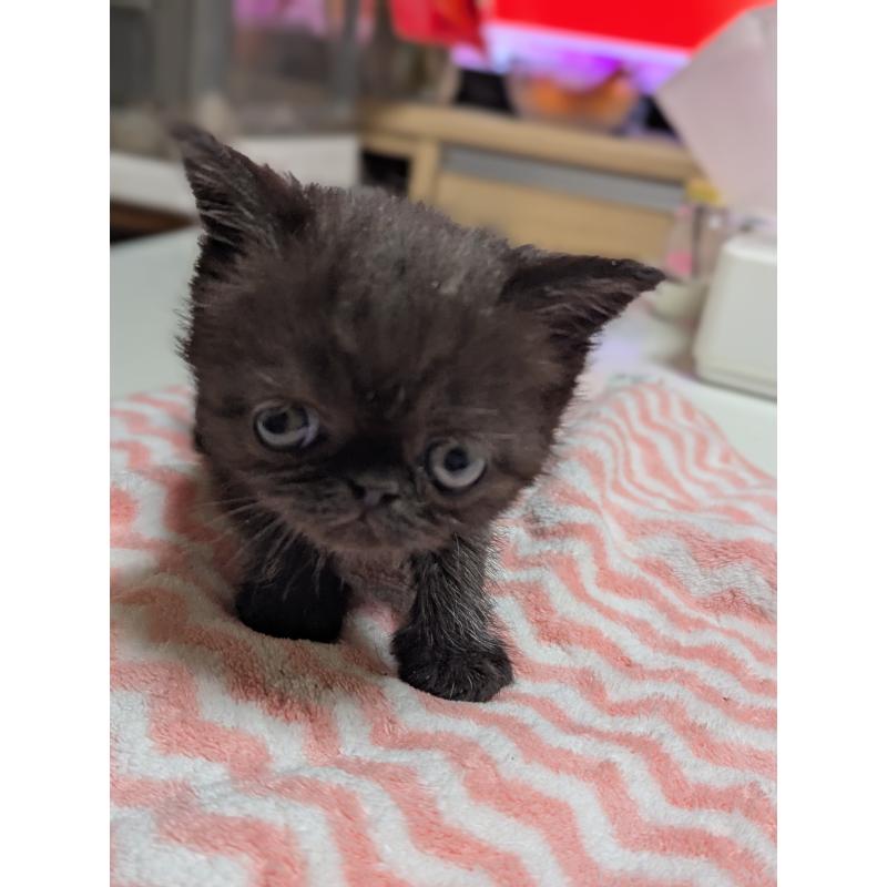 販売中の愛知県のエキゾチックショートヘア-135253の12枚目