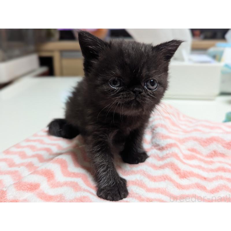 販売中の愛知県のエキゾチックショートヘア-135253の11枚目