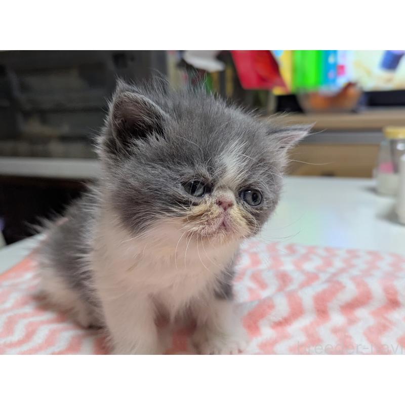 販売中の愛知県のエキゾチックロングヘア-135252の14枚目