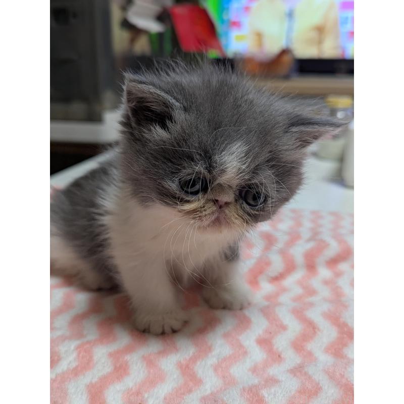 販売中の愛知県のエキゾチックロングヘア-135252の13枚目