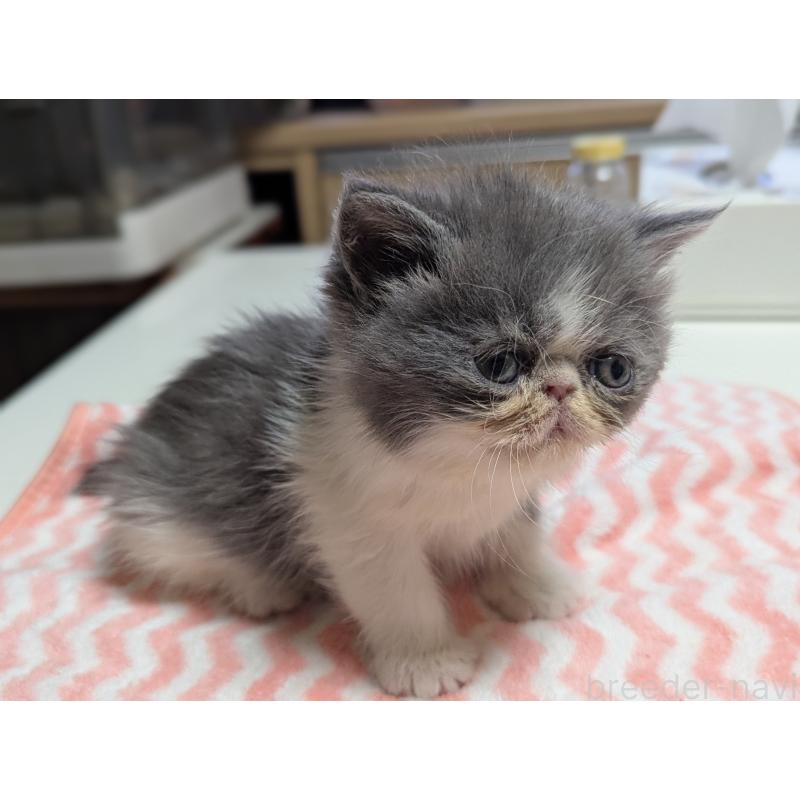 販売中の愛知県のエキゾチックロングヘア-135252の12枚目