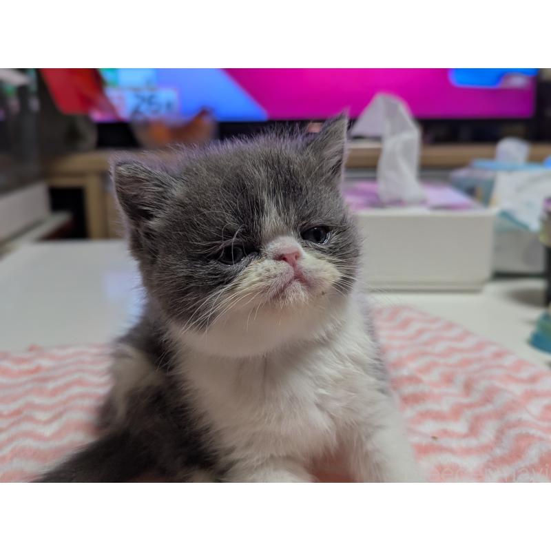 販売中の愛知県のエキゾチックショートヘア-135001の4枚目