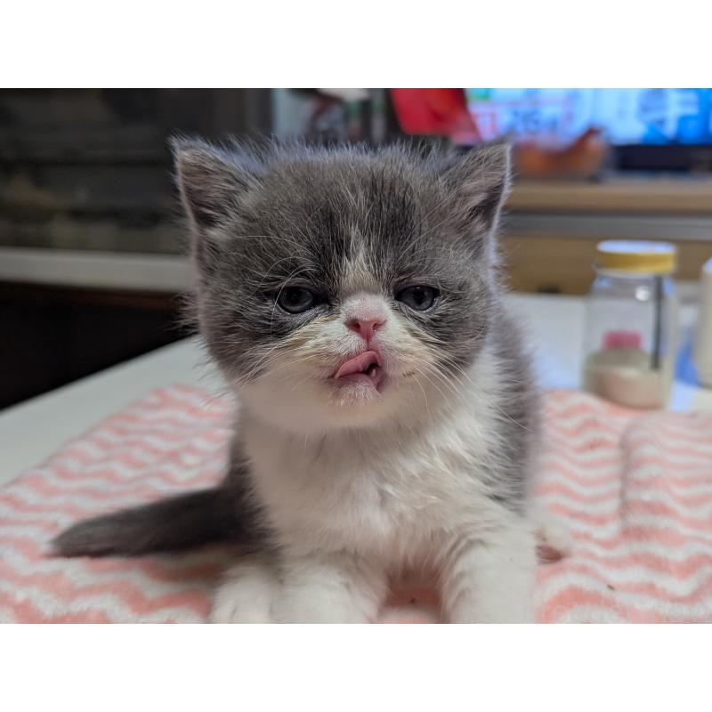 販売中の愛知県のエキゾチックショートヘア-135001の3枚目