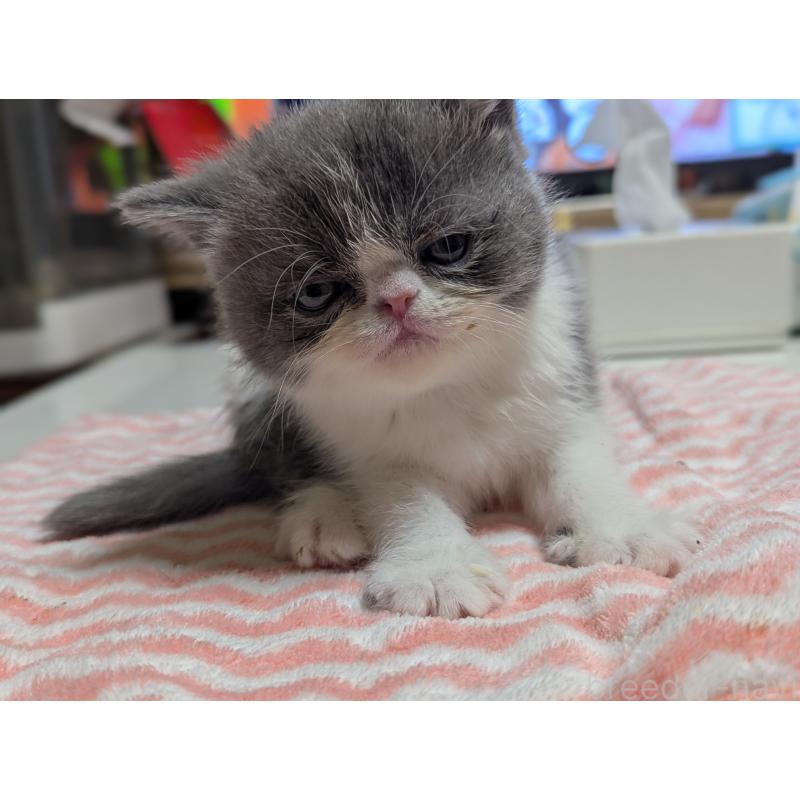 販売中の愛知県のエキゾチックショートヘア-135001の2枚目