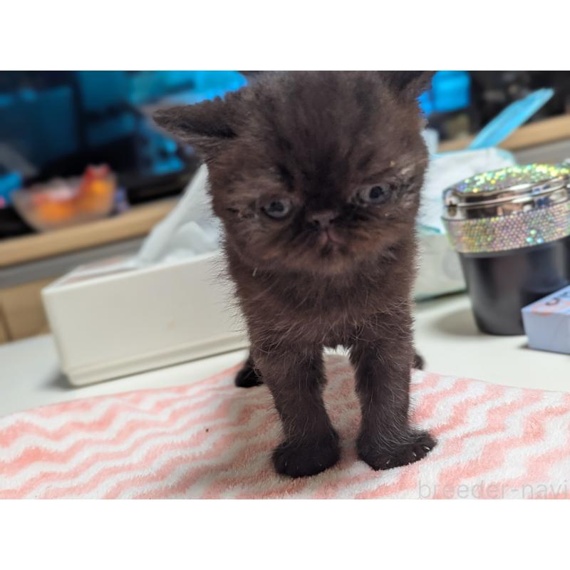 販売中の愛知県のエキゾチックショートヘア-135000の12枚目