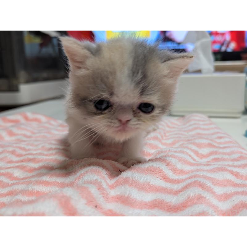 販売中の愛知県のエキゾチックショートヘア-134998の10枚目