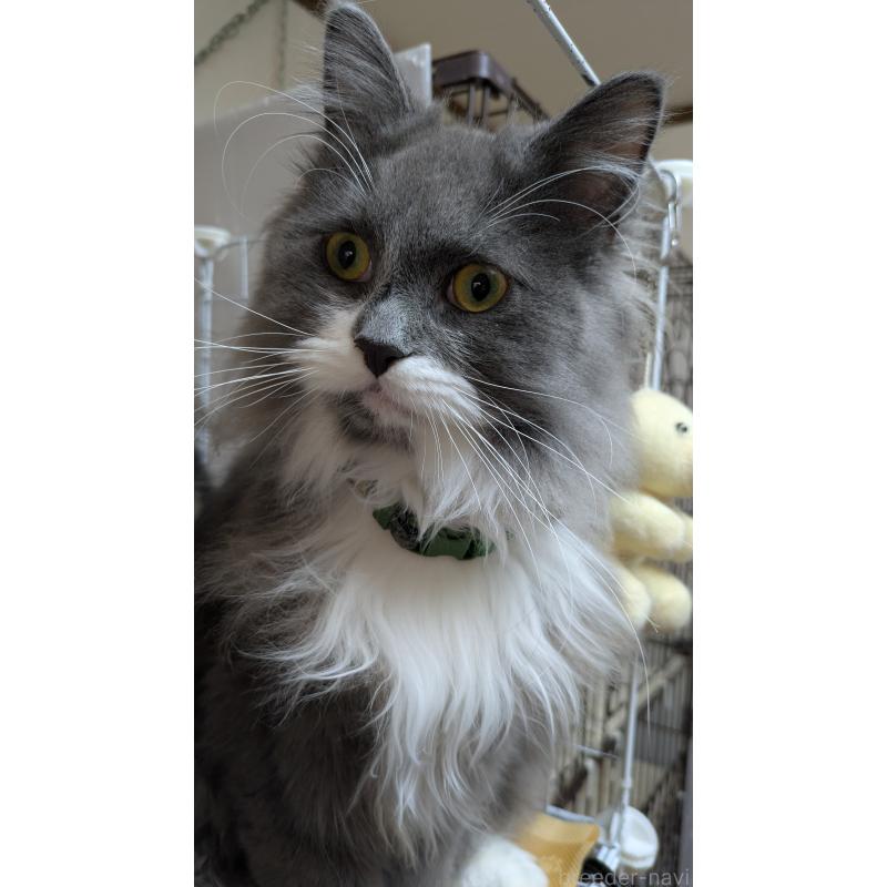 販売中の大阪府のミヌエット-120590