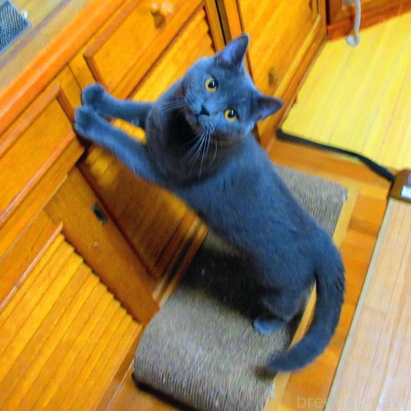 販売中の静岡県のシャルトリュー-123408の4枚目