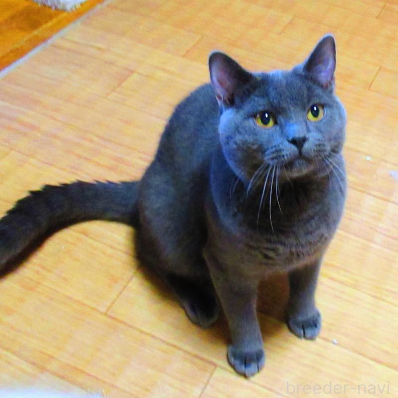 販売中の静岡県のシャルトリュー-123408の3枚目