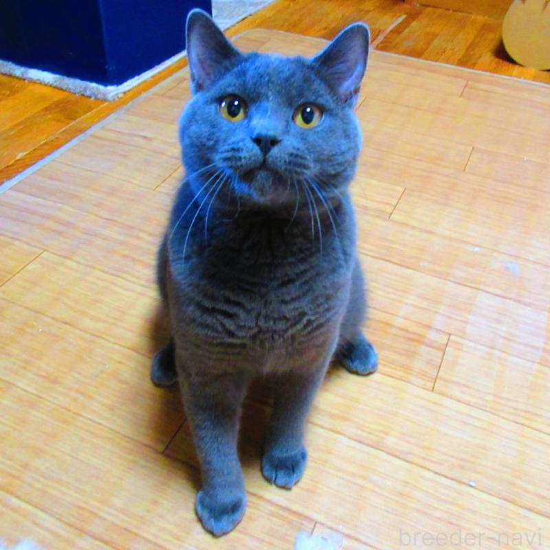 販売中の静岡県のシャルトリュー-123408の2枚目