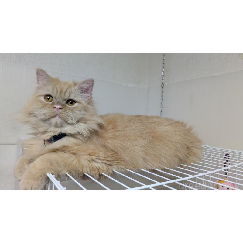 販売中ののミヌエット-120053