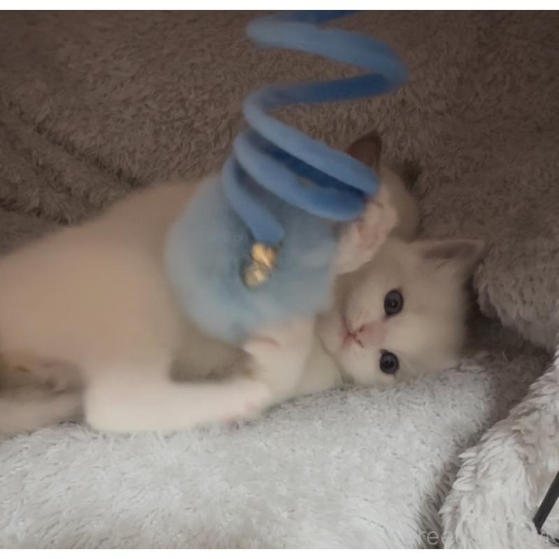 販売中の神奈川県のラグドール-135722の3枚目