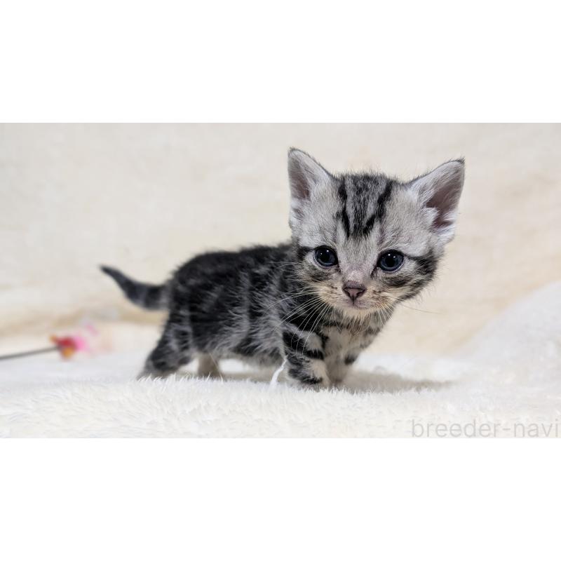 販売中の宮城県のアメリカンショートヘア-135724の6枚目