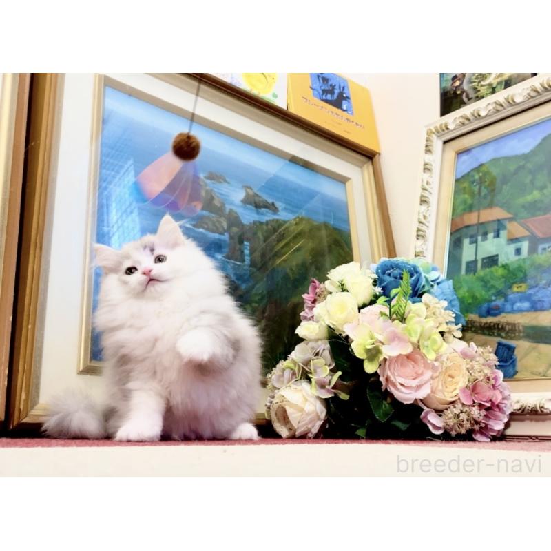 販売中の北海道のマンチカン-132747の5枚目