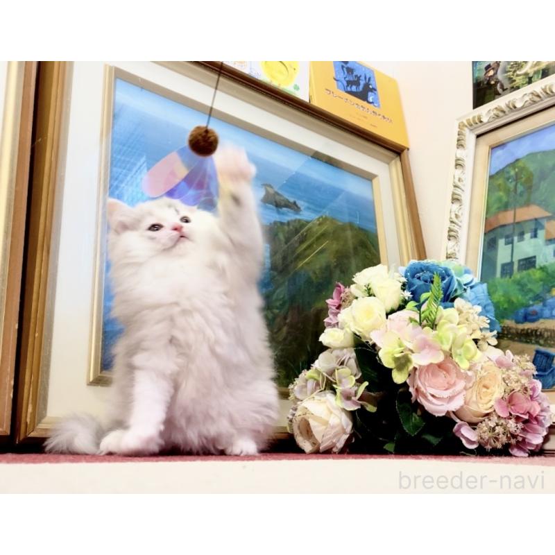 販売中の北海道のマンチカン-132747の3枚目