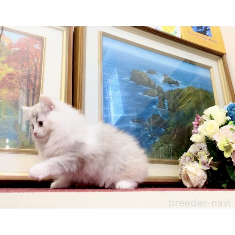 販売中の北海道のマンチカン-132747の2枚目