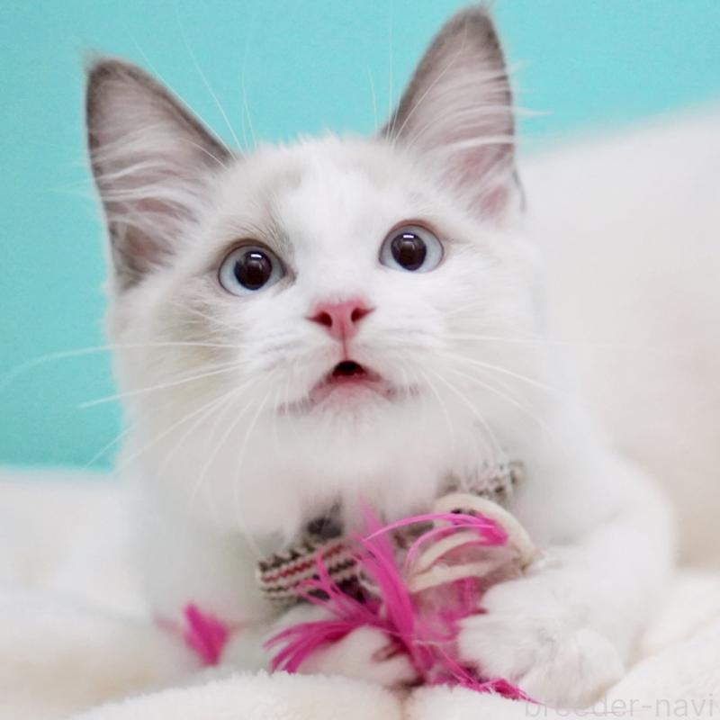 販売中の東京都のラグドール-129845の15枚目