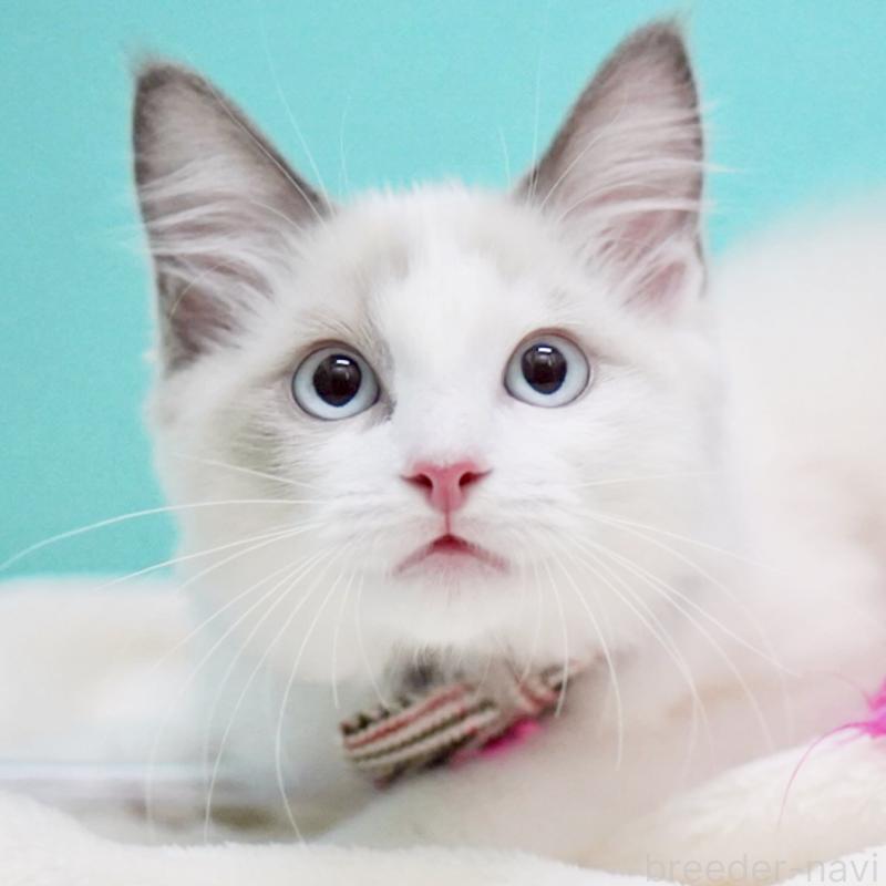 販売中の東京都のラグドール-129845の14枚目