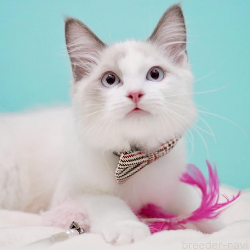 販売中の東京都のラグドール-129845の13枚目