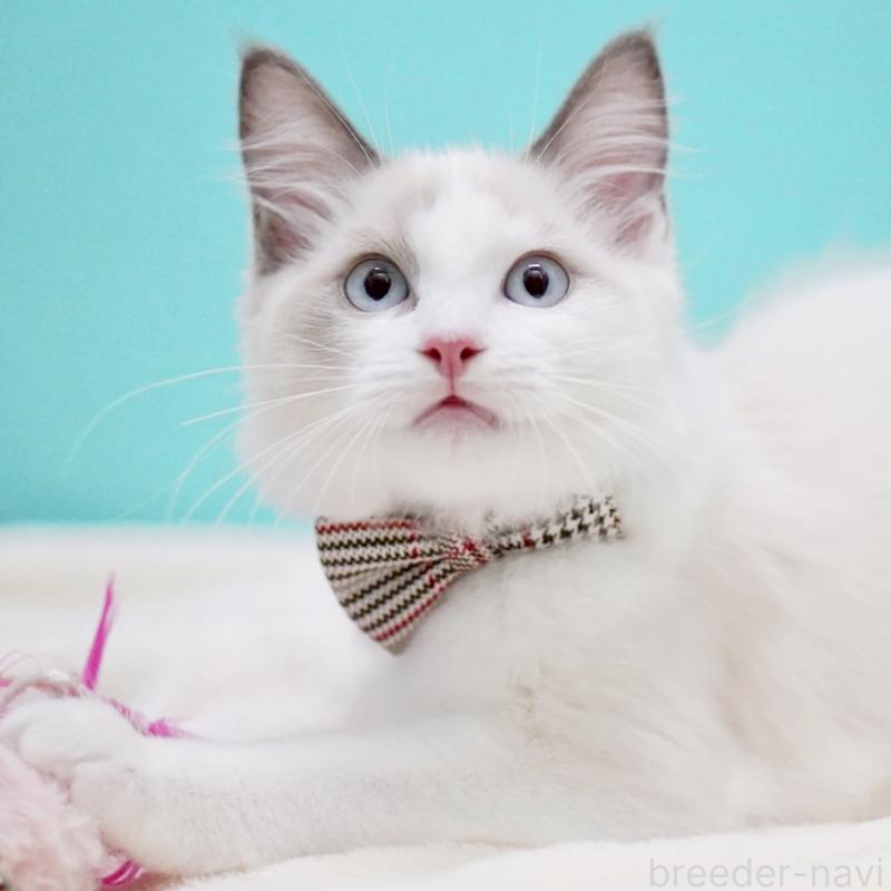 販売中の東京都のラグドール-129845の12枚目