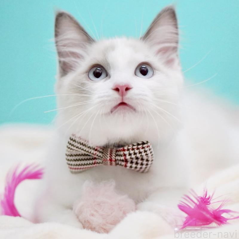 販売中の東京都のラグドール-129845の10枚目