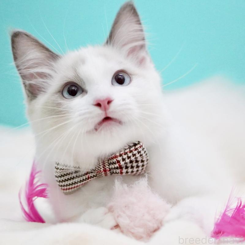 販売中の東京都のラグドール-129845の9枚目