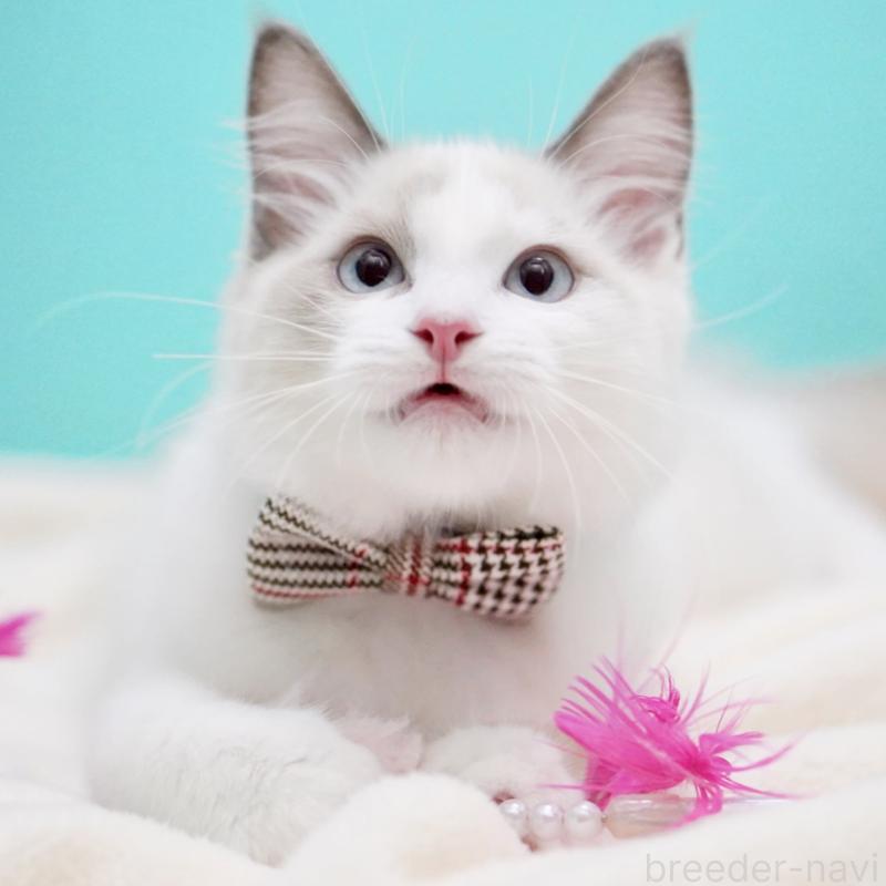 販売中の東京都のラグドール-129845の8枚目