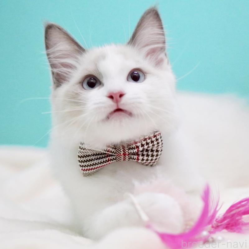 販売中の東京都のラグドール-129845の7枚目