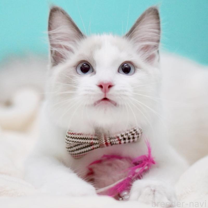 販売中の東京都のラグドール-129845の6枚目