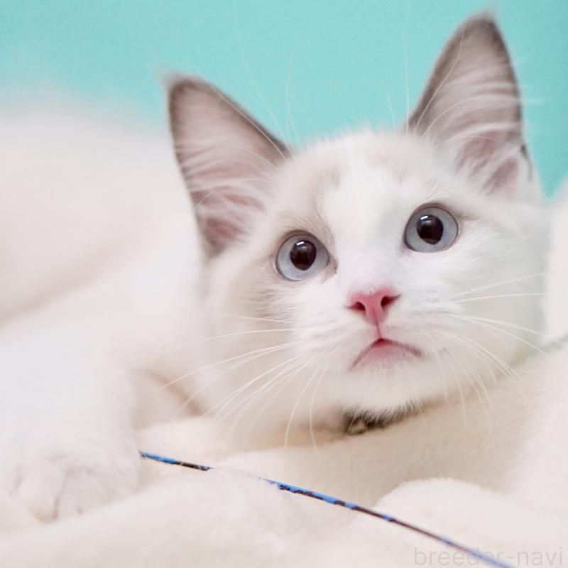 販売中の東京都のラグドール-129845の5枚目