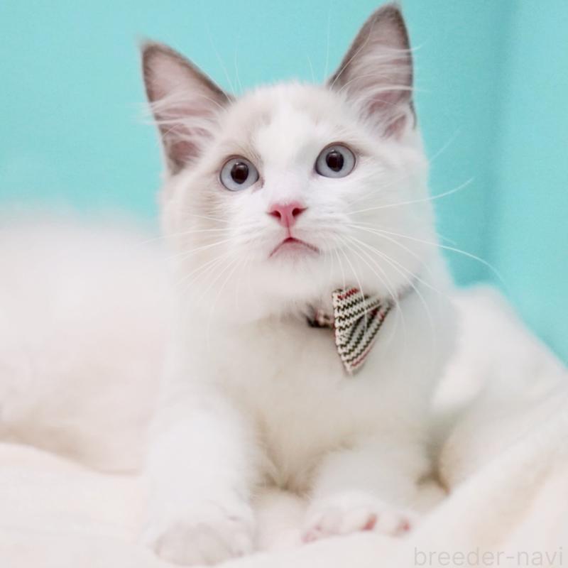 販売中の東京都のラグドール-129845の4枚目