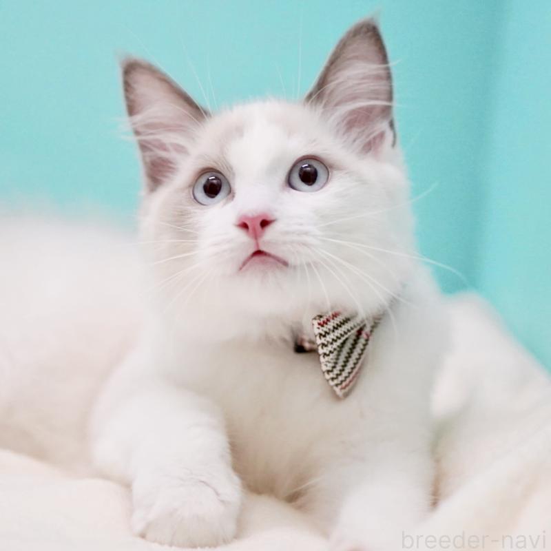 販売中の東京都のラグドール-129845の3枚目