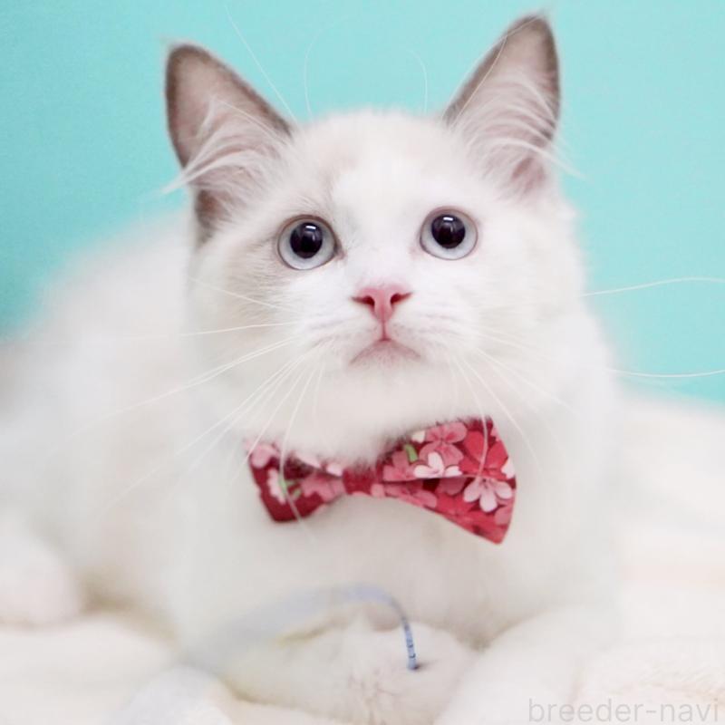 販売中の東京都のラグドール-129843の15枚目