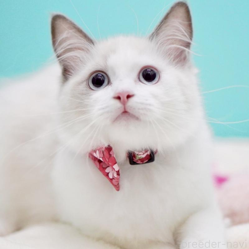 販売中の東京都のラグドール-129843の14枚目