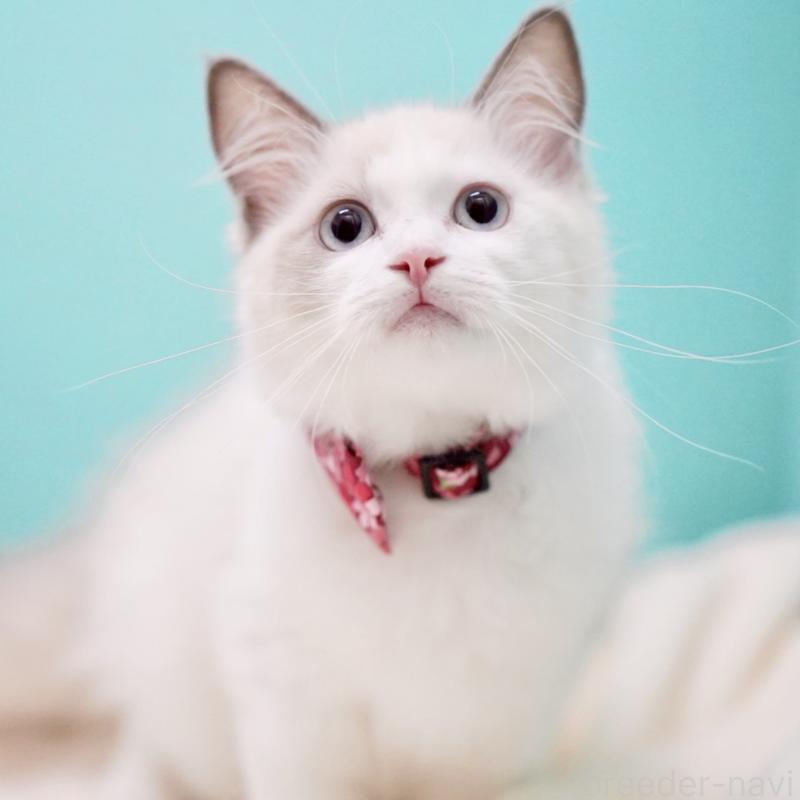 販売中の東京都のラグドール-129843の13枚目