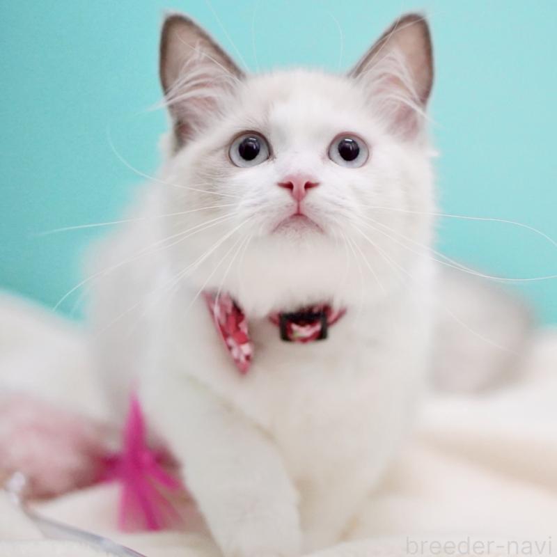 販売中の東京都のラグドール-129843の12枚目