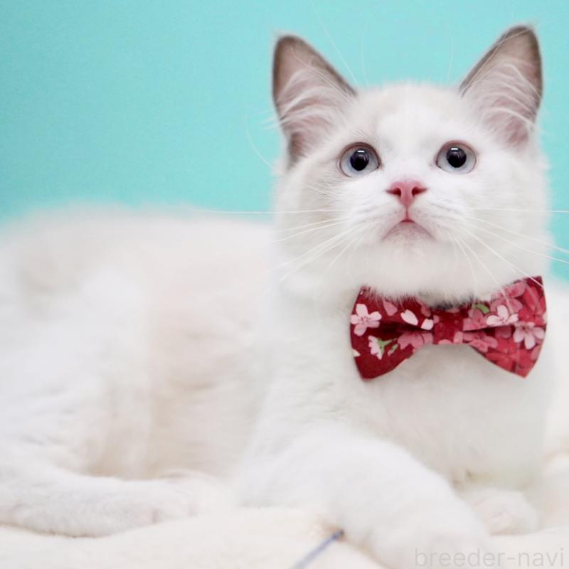 販売中の東京都のラグドール-129843の10枚目