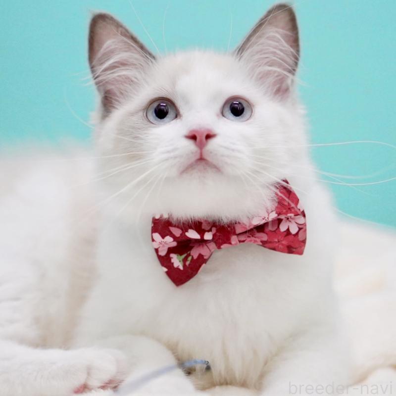 販売中の東京都のラグドール-129843の9枚目