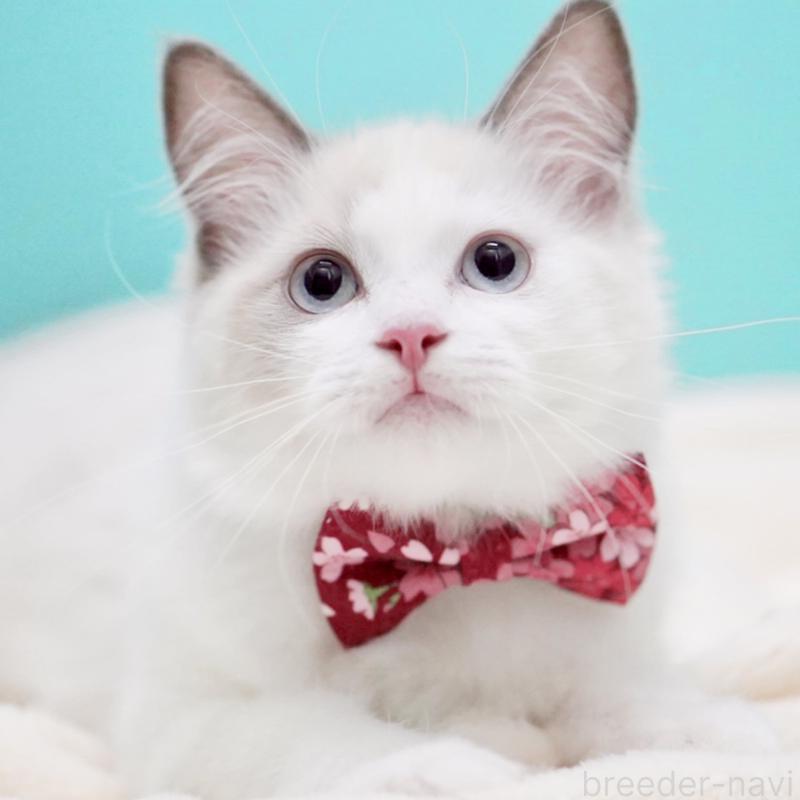 販売中の東京都のラグドール-129843の8枚目