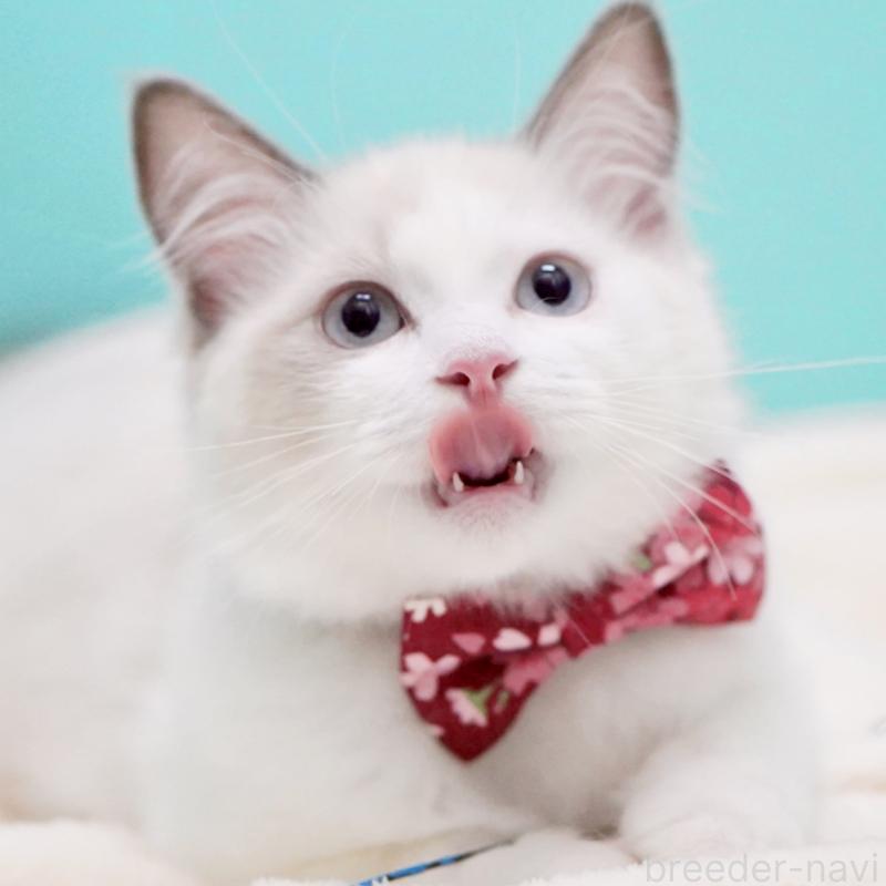 販売中の東京都のラグドール-129843の7枚目