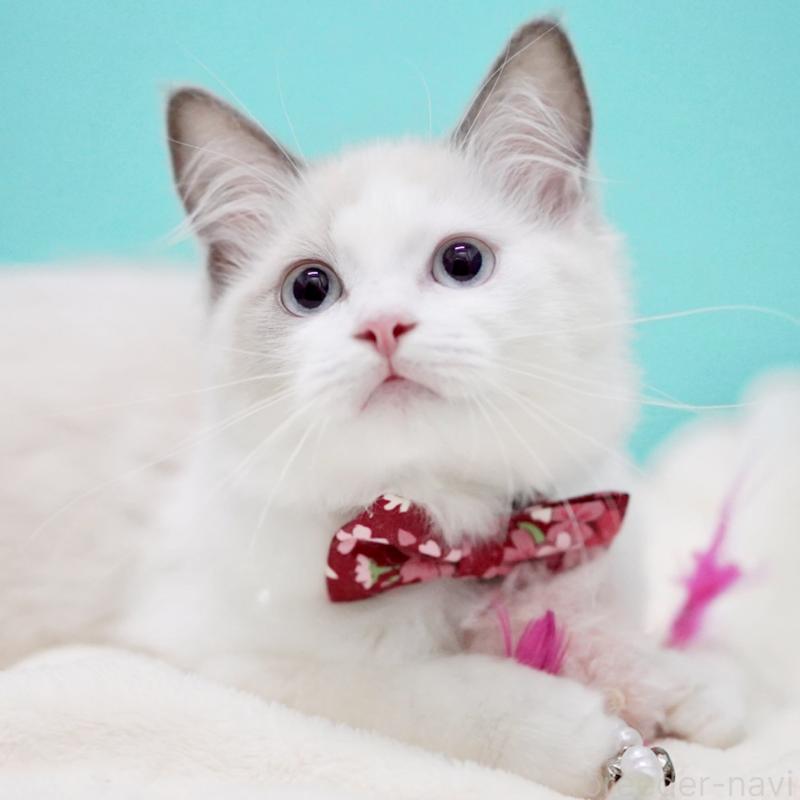 販売中の東京都のラグドール-129843の6枚目