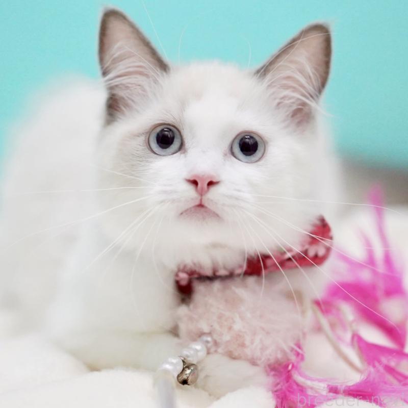 販売中の東京都のラグドール-129843の5枚目