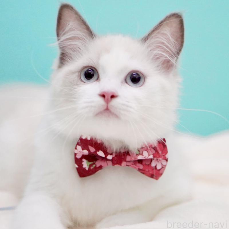 販売中の東京都のラグドール-129843の4枚目