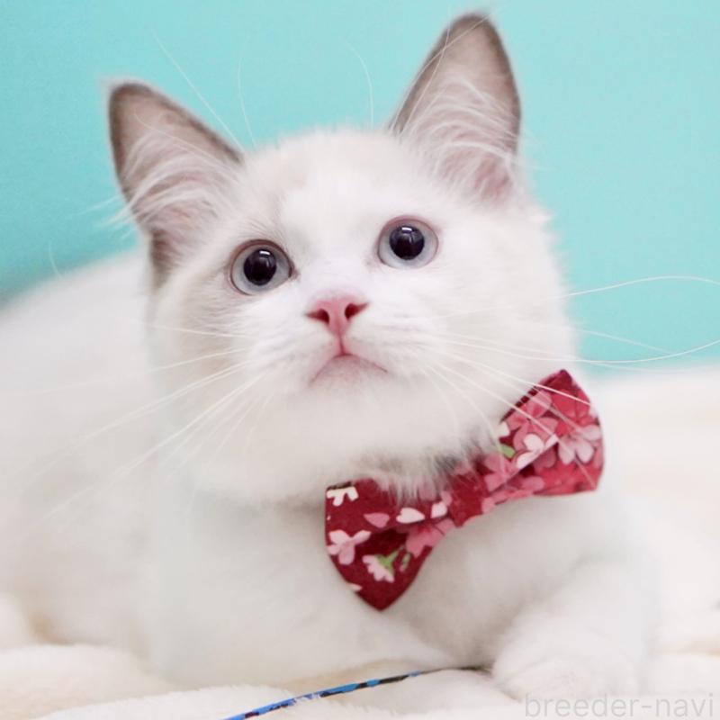 販売中の東京都のラグドール-129843の3枚目