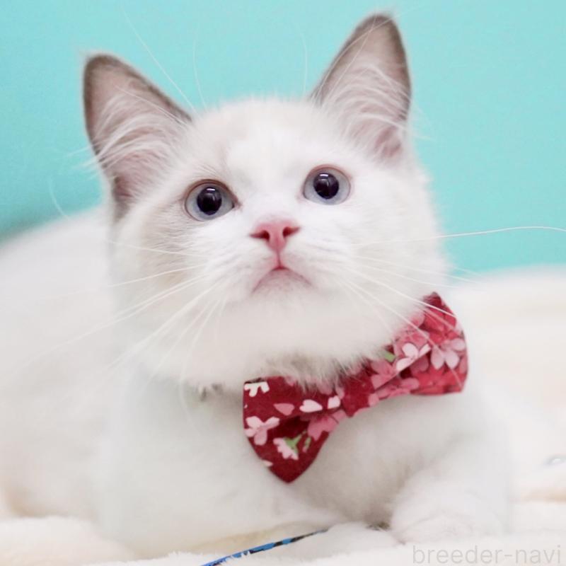 販売中の東京都のラグドール-129843の2枚目