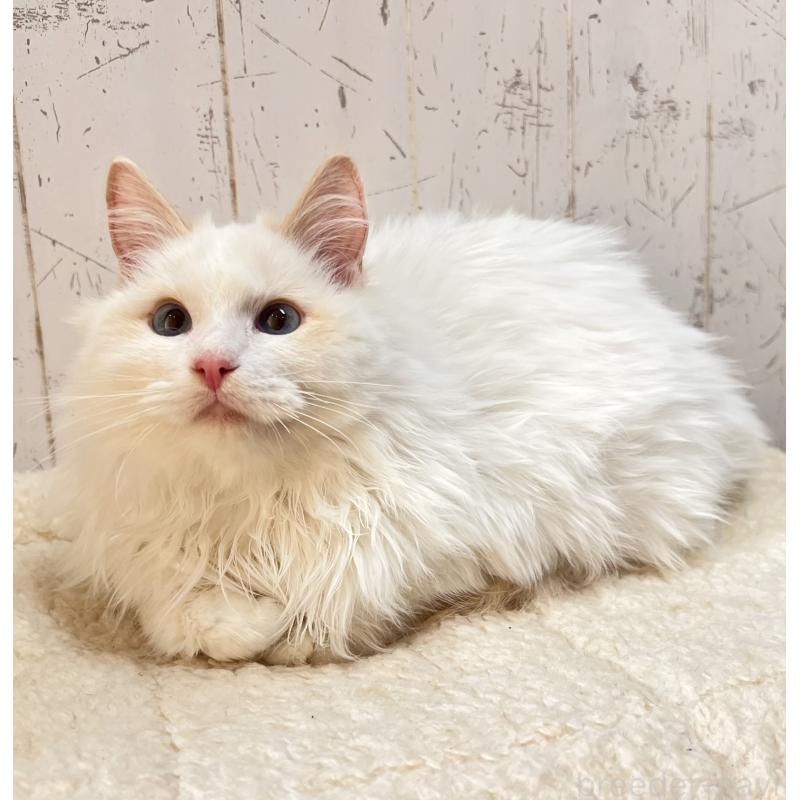 販売中の千葉県のラグドール-125796の2枚目