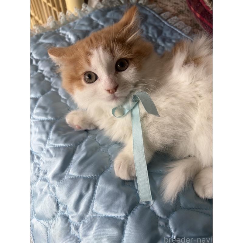 販売中の神奈川県のマンチカン-133032の6枚目