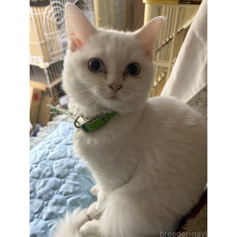 販売中の神奈川県のマンチカン-129912の8枚目